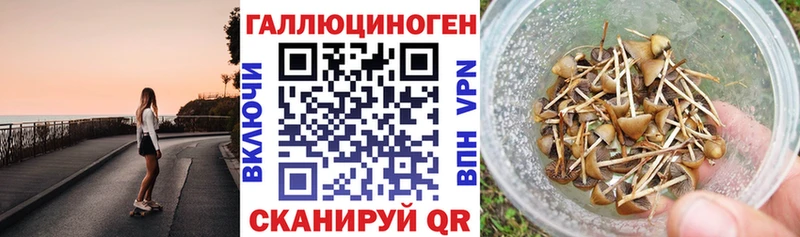 Купить где  Чернушка  Псилоцибиновые грибы GOLDEN TEACHER 